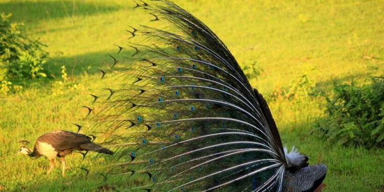 yala-national-park-morning-or-afternoon-game-drive