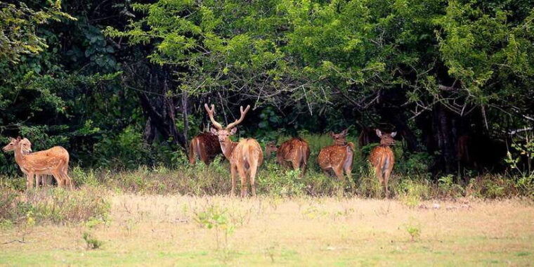 yala-national-park-morning-or-afternoon-leopard-safari-tour