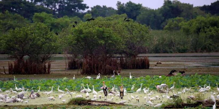 yala-national-park-morning-or-afternoon-leopard-safari-tour