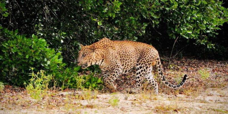yala-national-park-morning-or-afternoon-safari-5-h-2