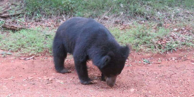 yala-national-park-morning-or-afternoon-safari-5-h-2