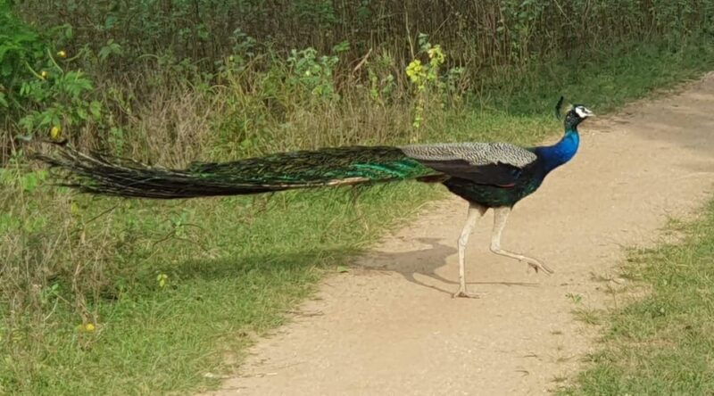 yala-national-park-morning-or-afternoon-safari-5-h-2