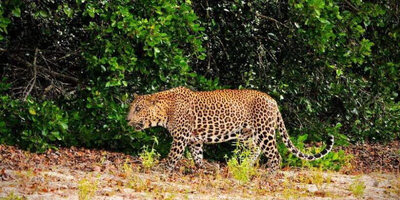 yala-national-park-morning-or-afternoon-safari-5-h-2