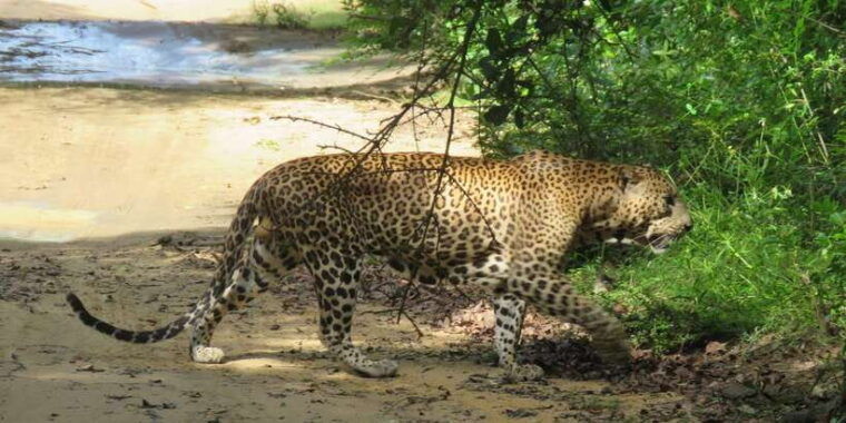 yala-national-park-morning-or-afternoon-safari-5-h-2