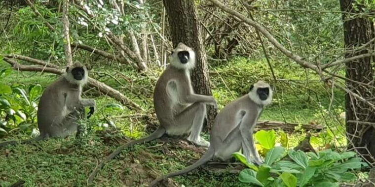 yala-national-park-morning-or-afternoon-safari-5-h-2