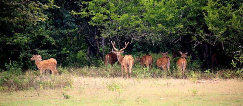 yala-national-park-morning-or-afternoon-safari-5-h
