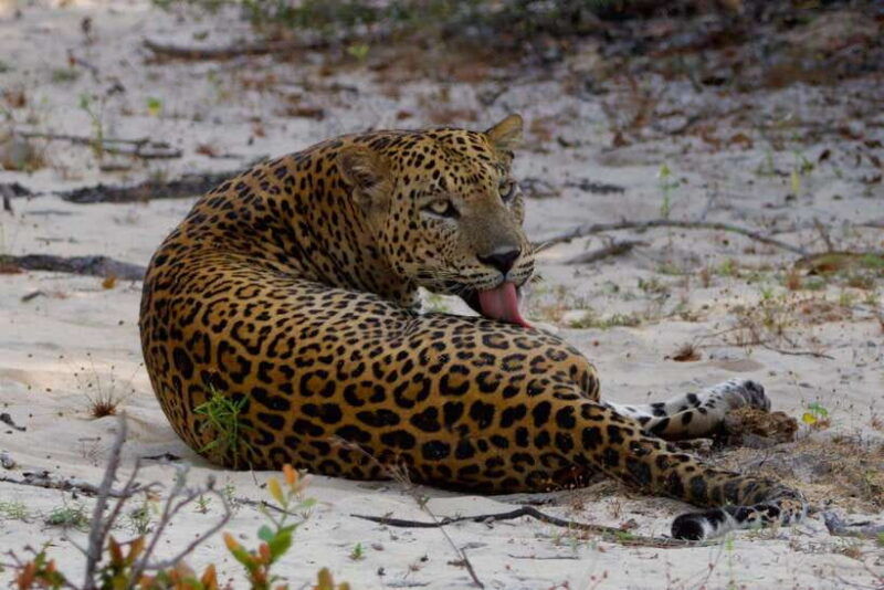 yala-national-park-morning-or-afternoon-safari-5-h