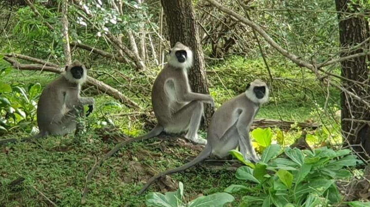 yala-national-park-morning-or-afternoon-safari-5-h