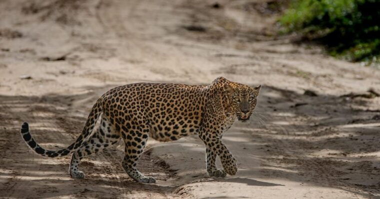 yala-national-park-morning-or-afternoon-safari-5-h