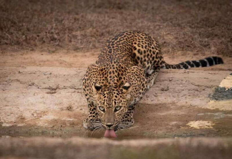yala-national-park-morning-or-afternoon-safari