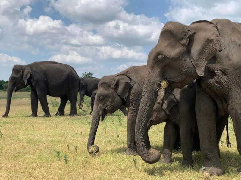 yala-national-park-morning-or-afternoon-safari
