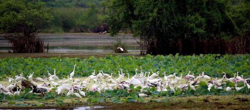 yala-national-park-morning-or-afternoon-safari
