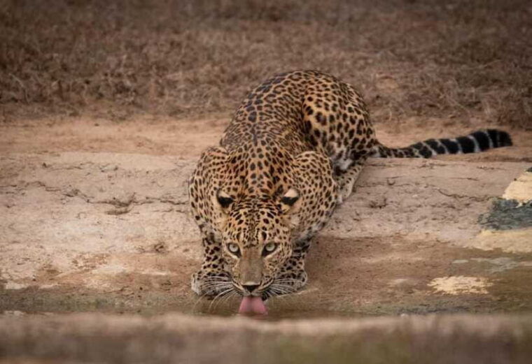 yala-national-park-morning-or-afternoon-safari