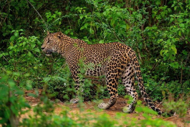 yala-national-park-morning-or-afternoon-safari