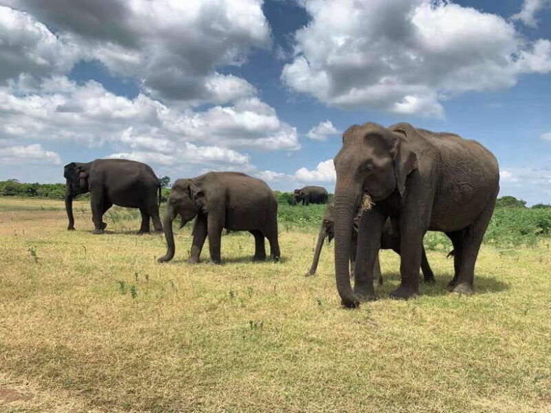 yala-national-park-morning-or-afternoon-safari-tour-5-h