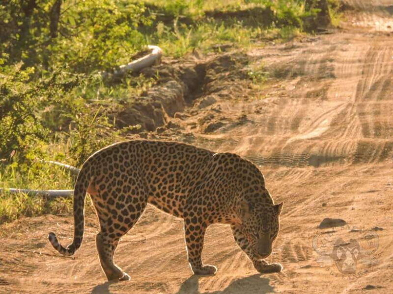 yala-national-park-morning-or-afternoon-safari-tour-5-h