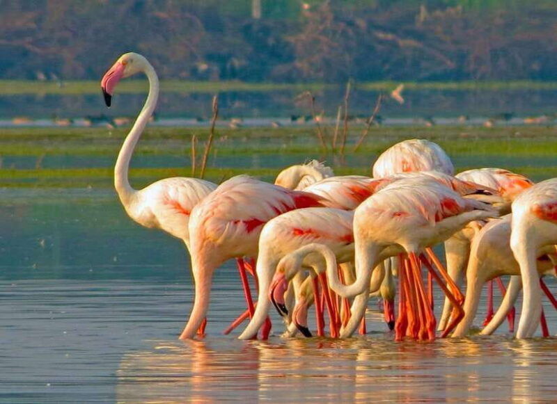 yala-national-park-morning-or-afternoon-safari-tour-5-h
