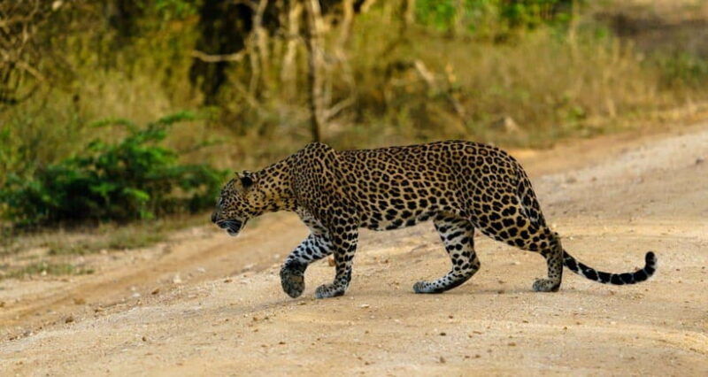 yala-national-park-morning-or-afternoon-safari-tour-5-h