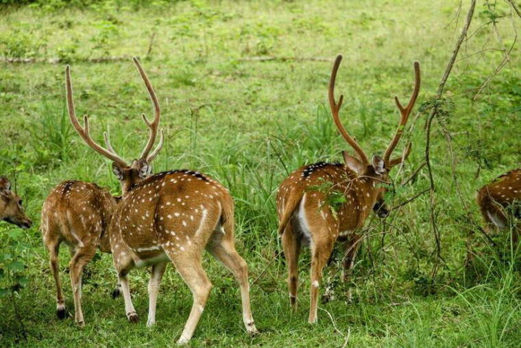 yala-national-park-morning-or-afternoon-safari-tour-5-h