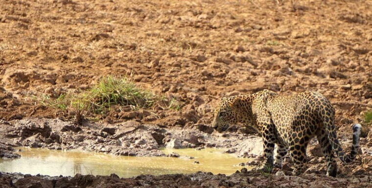 yala-national-park-morning-or-afternoon-safari-tour-5-h