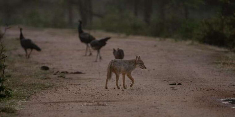 yala-national-park-private-full-day-safari-0400-1800