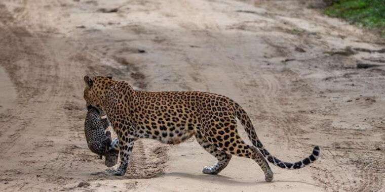 yala-national-park-private-full-day-safari-0400-1800