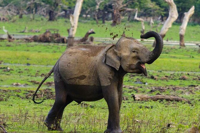 yala-national-park-private-jeep-safari-from-colombo-negombo