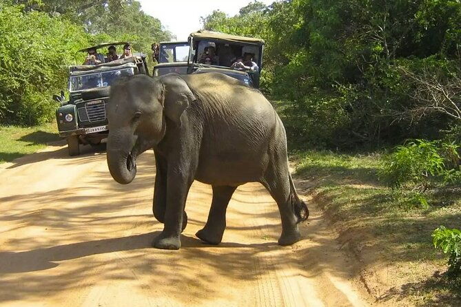yala-national-park-private-jeep-safari-from-colombo-negombo