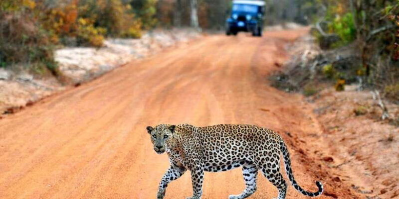 yala-national-park-private-safari-day-trip-with-lunch
