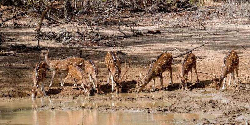 yala-national-park-private-safari-day-trip-with-lunch