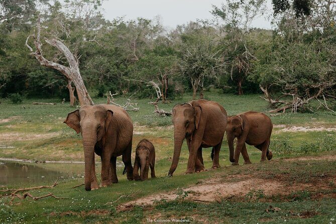 Yala National Park Private Tour with Fast Entry - Key Points