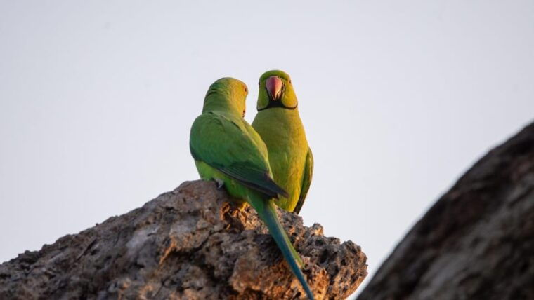 yala-national-park-safari-2-options-7-hour-12-hour