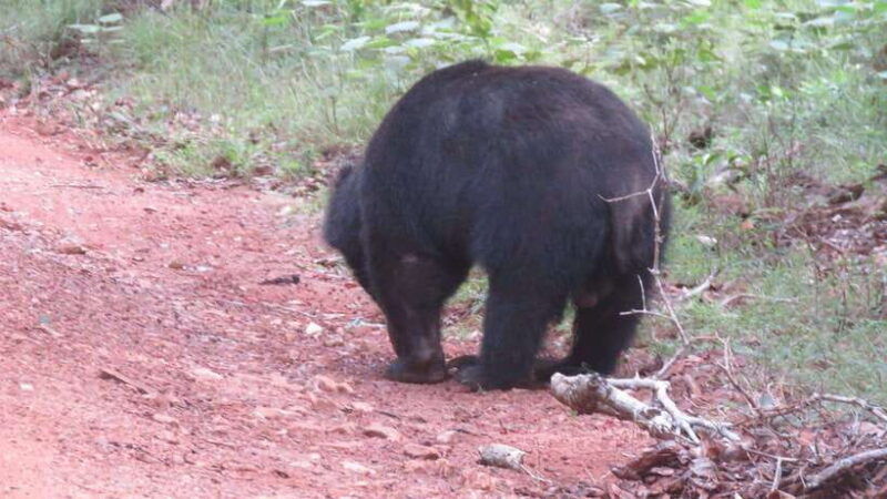 yala-national-park-safari-3-options-5-h-7-h-12-h