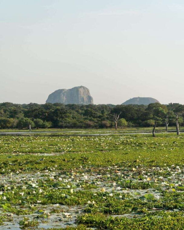 yala-national-park-safari-3-options-5-h-7-h-12-h