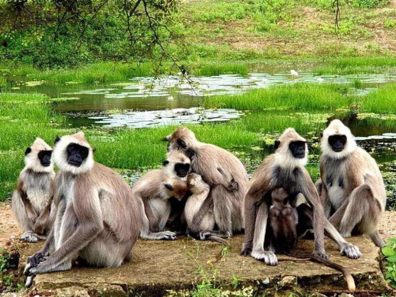 yala-national-park-safari-7-hour-safari-with-breakfast