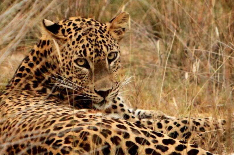 yala-national-park-safari-7-hour-safari-with-breakfast