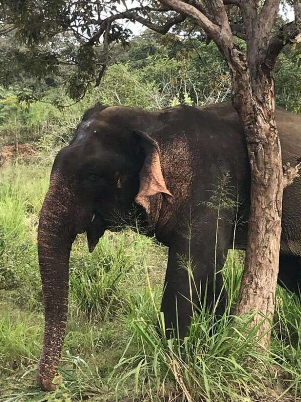 yala-national-park-safari-adventurehalf-day-tour-5-hour