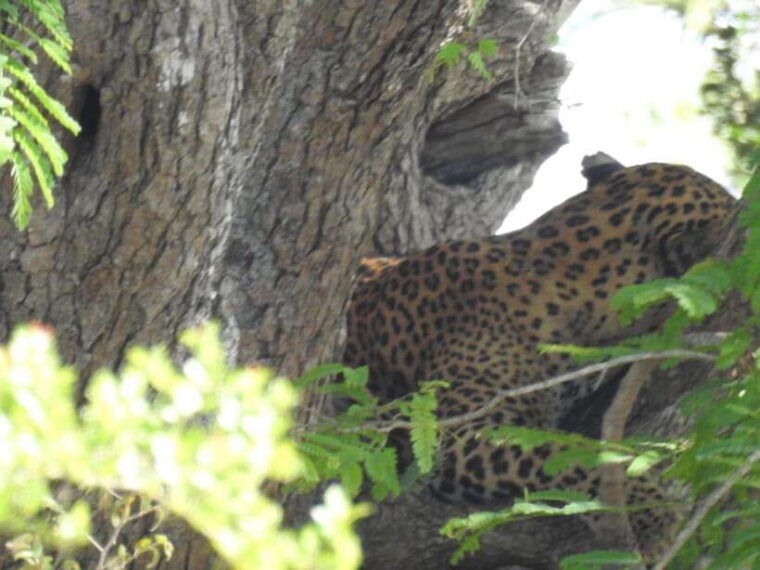 yala-national-park-safari-adventurehalf-day-tour-5-hour
