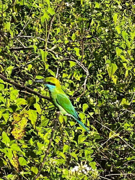 yala-national-park-safari-adventurehalf-day-tour-5-hour