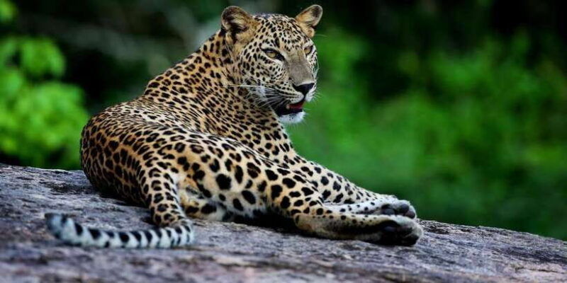 yala-national-park-safari-experience-at-dawn-or-dusk