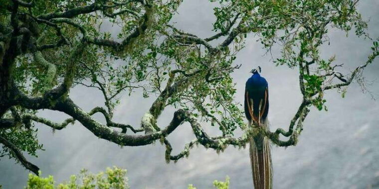 yala-national-park-safari-experience-at-dawn-or-dusk