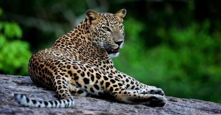 yala-national-park-safari-experience-at-dawn-or-dusk