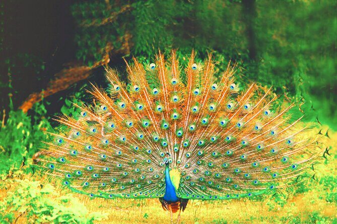 Yala National Park Safari from Ahungalla - Introduction: Why Choose This Safari?