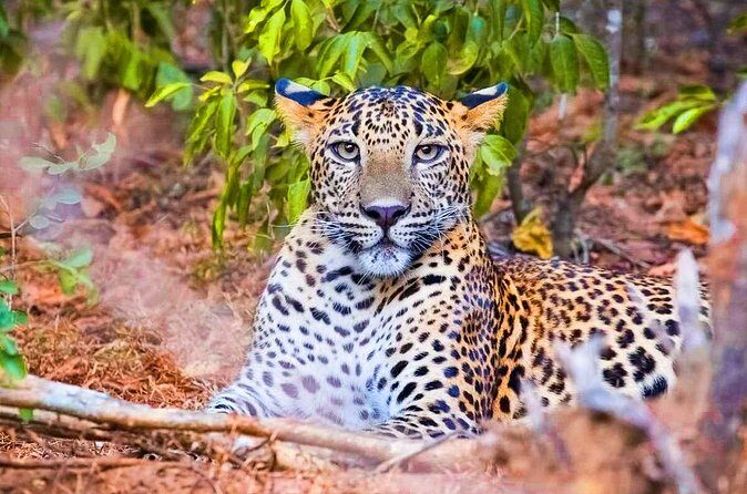 Yala National Park Safari from Ahungalla - Authentic Traveler Insights