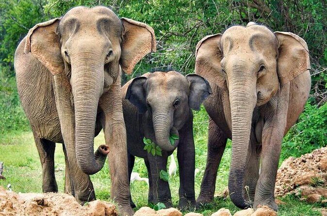 Yala National Park Safari from Ahungalla - Who Will Love This Experience?