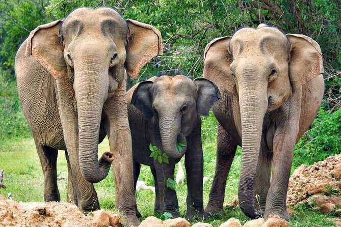 Yala National Park Safari from Ahungalla - The Sum Up: Is This Tour Worth It?