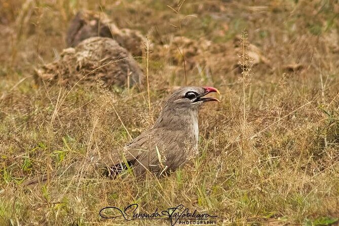 Yala National Park Safari from Ahungalla,Kosgoda,Bentota - Final Thoughts
