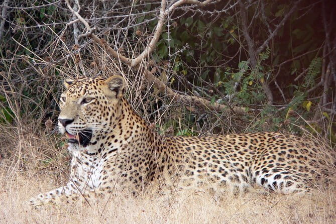 Yala National Park Safari from Ella - Key Points