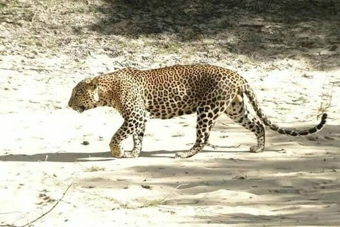 Yala National Park Safari from Ella - Authentic Insights from Reviewers