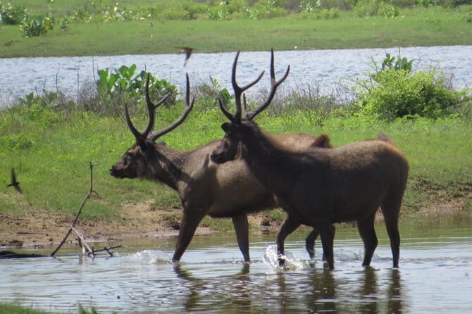 Yala National Park Safari from Ella - Final Thoughts